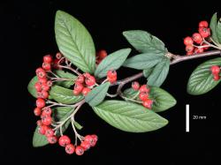 Cotoneaster hylmoei: Fruit and foliage.
 Image: D. Glenny © Landcare Research 2017 CC BY 3.0 NZ
